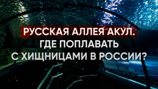 Русская аллея акул. Где поплавать с хищниками в России?