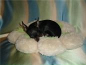 Фотография Харитоновой Анастасии