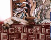 Віктор Кобаль фотография #41 (источник - https://vk.com/id81601401)