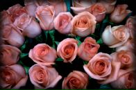 Фотография Северцевой Аллы