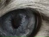 Ріта Кошечка фотография #48 (источник - https://vk.com/id110850371)