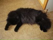 Дюрі Масяк фотография #11 (источник - https://vk.com/id19779231)