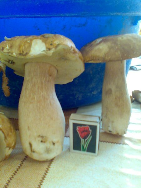 Dmitry Tolstenko фото №26