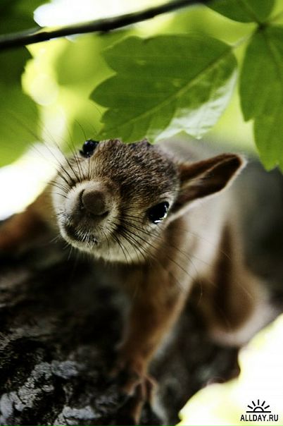 Aleksandr Orlov фото №15