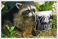 Фотография Мягкова Ильи