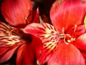 Фотография Денисовой Анны