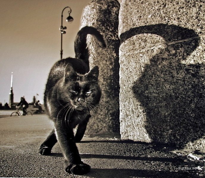 Кос Щер фотография #8