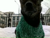 Фотография Ромашкина Ромашки