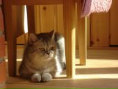 Фотография Мамонтова (Чернякова) Елены