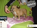 Tayson Pitbul=jermani фотография #6 (источник - https://vk.com/id70604395)