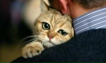 Фотография Чуковского Корнея