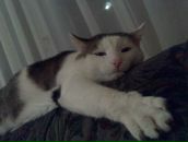 Фотография Дьяконова Владимира