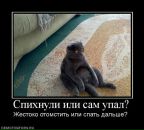 Віталік Петришин фотография #38 (источник - https://vk.com/id35692397)