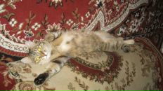 Дашка Модова фотография #46 (источник - https://vk.com/id2251602)