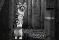 Катя Кавеніна фотография #8 (источник - https://vk.com/id153118148)