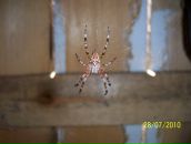 Фотография Павлова Кирилла