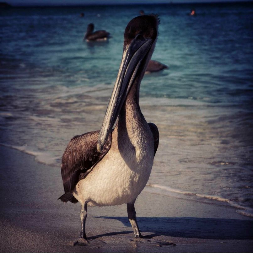 Anna Zolina фотография #30