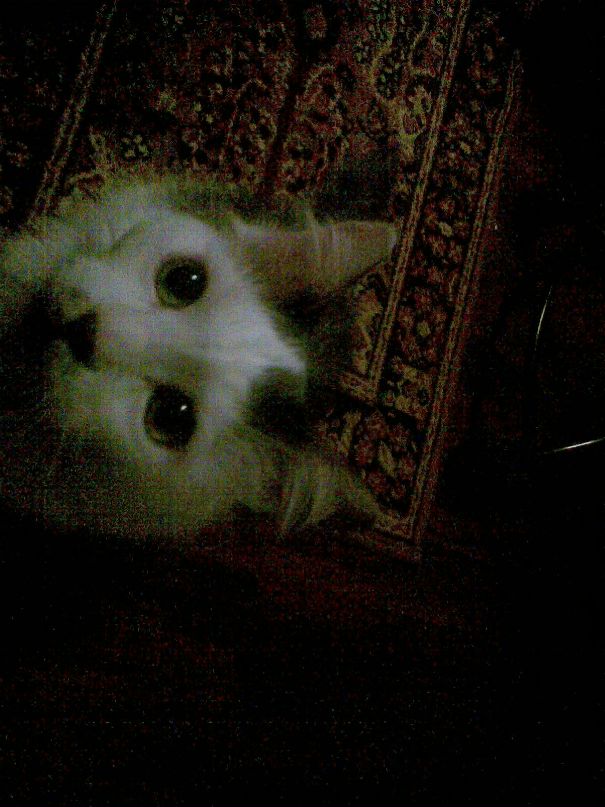 Andre Luis фотография #9