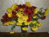 Ліля Когут фотография #26 (источник - https://vk.com/id71418373)