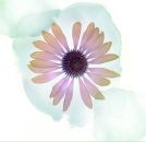 Фотография Садыковой Резеды