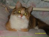 Фотография Корягиной Ольги