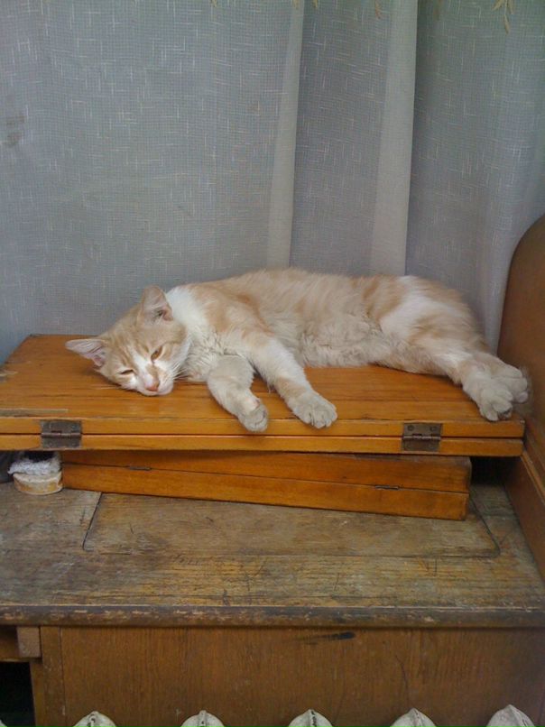 Алла Почтарь фотография #32