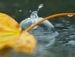 Діма Гавриленко фотография #14 (источник - https://vk.com/id55674243)