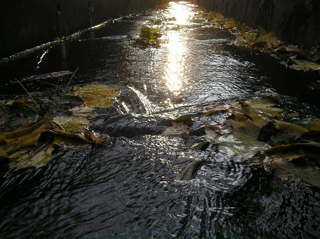 Евгений Швец фотография #21