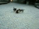 Ростислав Іванців фотография #25 (источник - https://vk.com/id9300881)