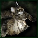 Аріяночка Кіцак фотография #32 (источник - https://vk.com/id164953847)