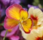 Вікторія Пікула фотография #37 (источник - https://vk.com/id59281691)