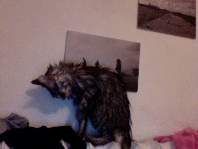 Сима Ли фотография #27