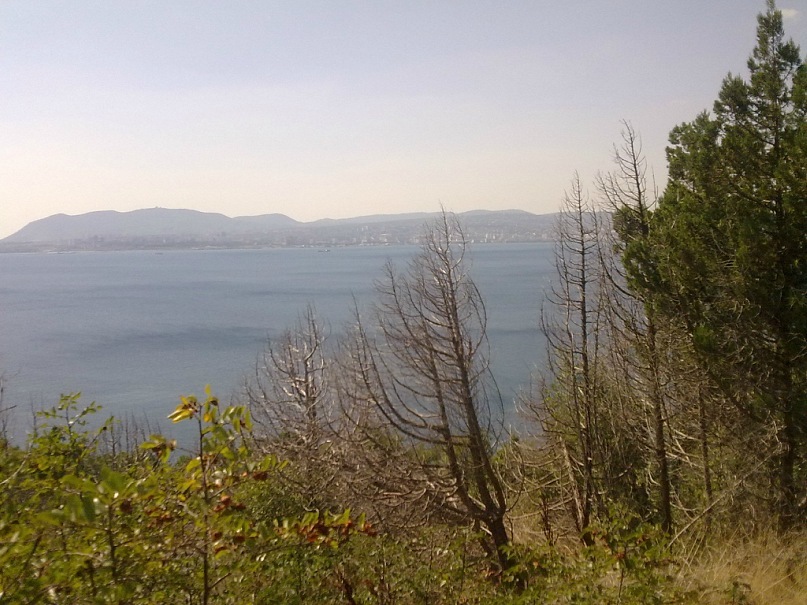 Дмитрий Туркевич фотография #37