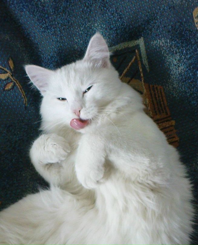 Александр Кононенко фотография #31