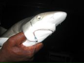 Анна Урусова фотография #30 (источник - https://vk.com/id722941)