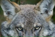 Фотография Fasol Виктории