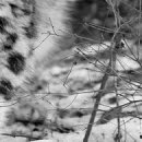 Ігор Шутурма фотография #22 (источник - https://vk.com/id122805674)