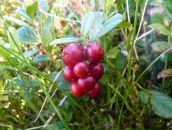 Наталя Івасівка фотография #25 (источник - https://vk.com/id71055547)