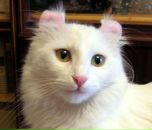 Фотография Бабошкиной Аллы-Григорьевны