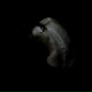 Фотография Акс Евгении