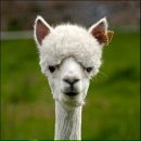 Фотография Нескажу Константина