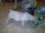 Антон Беляєв фотография #34 (источник - https://vk.com/id7465258)