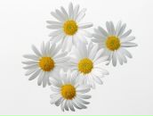 Фотография Зеленцова Ильи