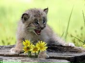 Люб Янішевський фотография #5 (источник - https://vk.com/id155954012)