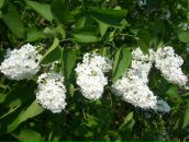 Анна Матвеенко фотография #21 (источник - https://vk.com/id536629)