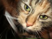 Фотография Сушко Полины