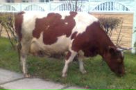 Фотография Головко Юлии