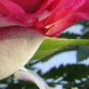 Юля Стрілецька фотография #26 (источник - https://vk.com/id106102589)