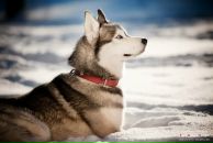 Фотография Мезенцева Павла