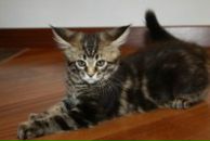 Фотография Тумановой Марии